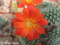 Rebutia minuscula v. winteriana ©Fabrice Arnaud.jpg